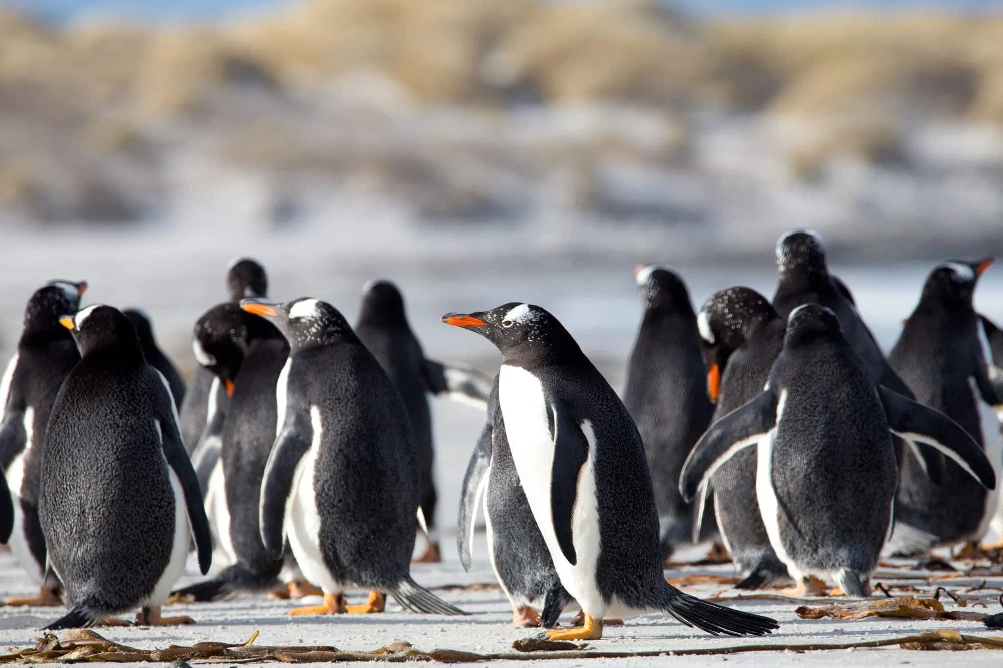 Antarctica Cruises: How to Choose an Expedition That Actually Lands