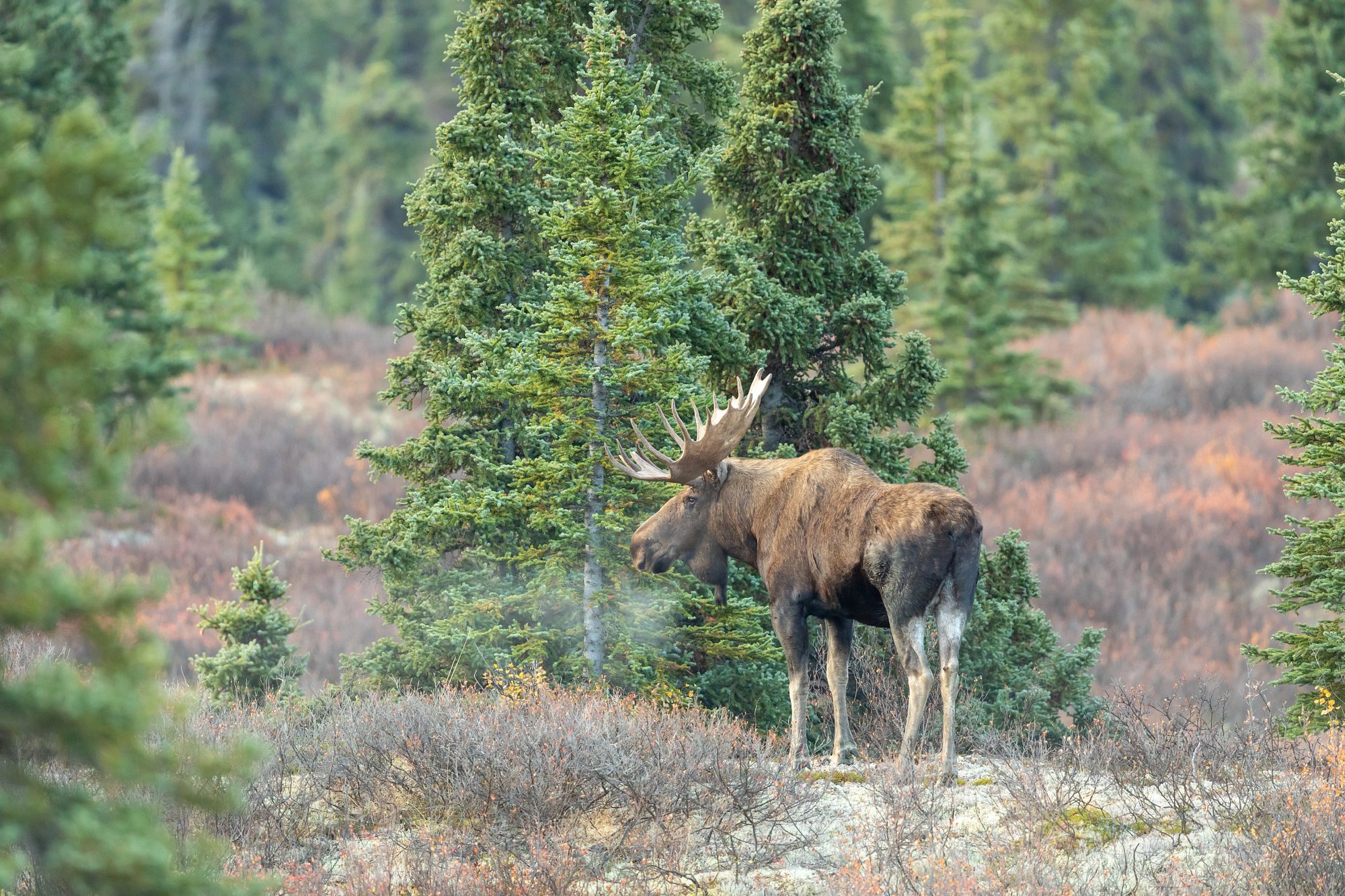 A bull moose in autumn tundra in Denali National Park, Alaska